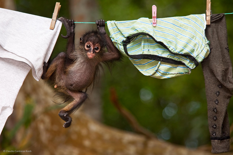 Illustration for article titled The Competition Is Fierce For This Year's Best Wildlife Photographer